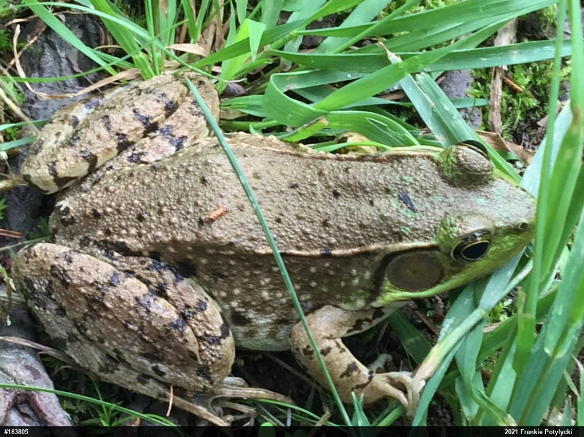 Green Frog