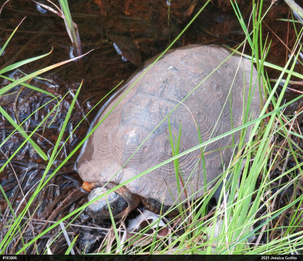 Wood Turtle