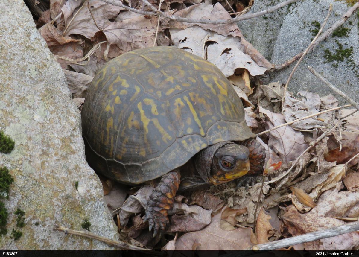 Eastern Box Turtle