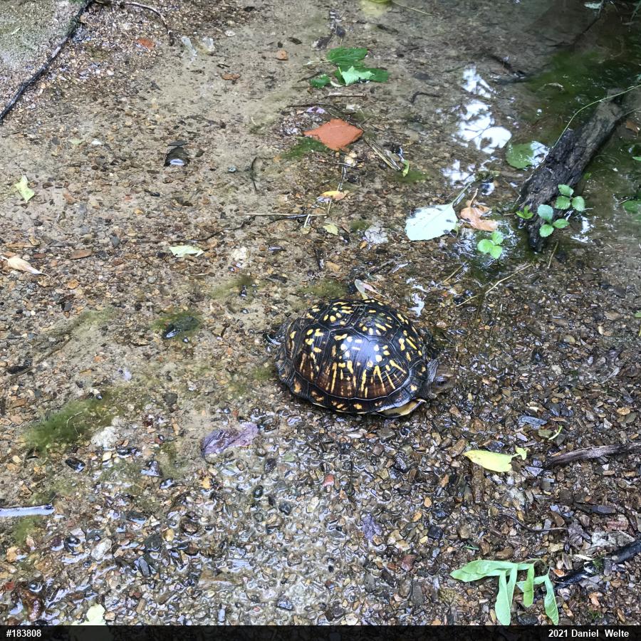 Eastern Box Turtle