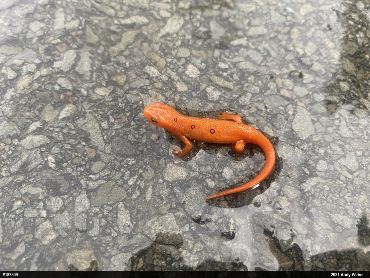 Red-spotted Newt