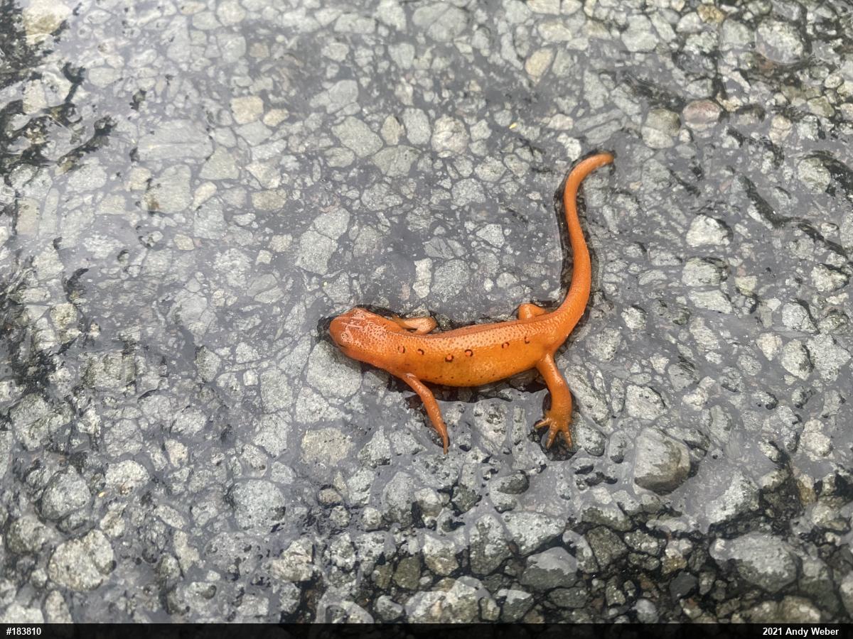 Red-spotted Newt