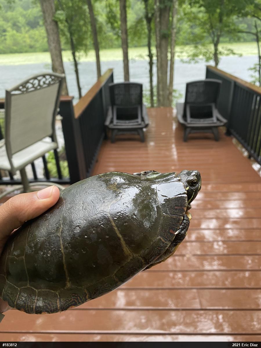 Painted Turtle