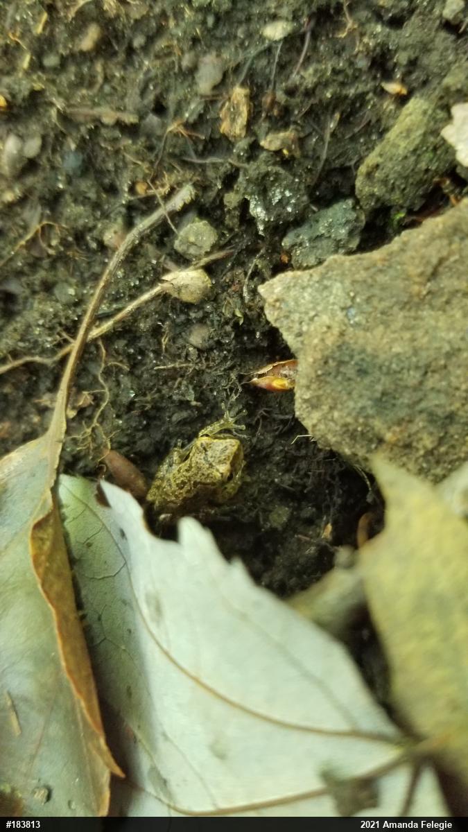 Spring Peeper