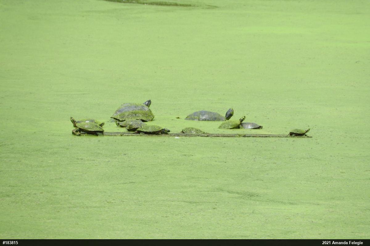 Painted Turtle