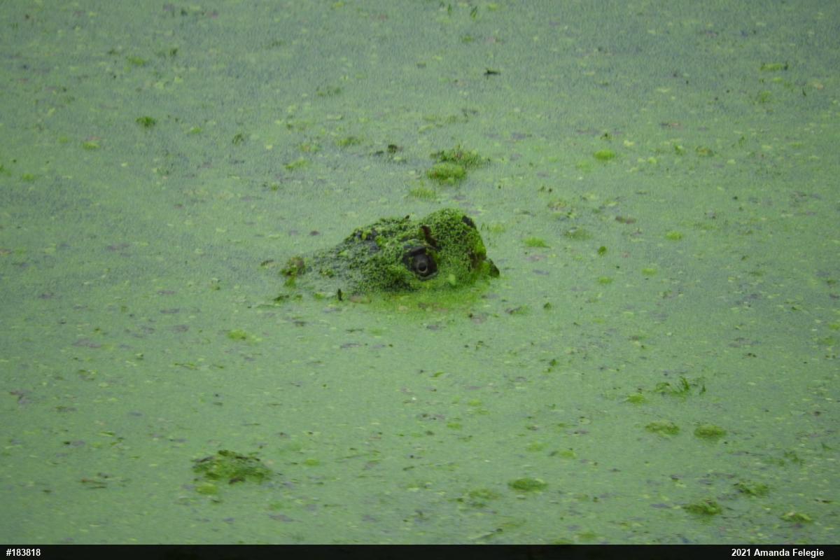 Snapping Turtle