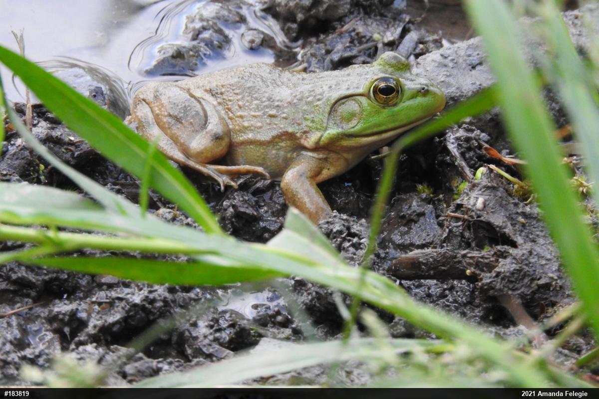 American Bullfrog