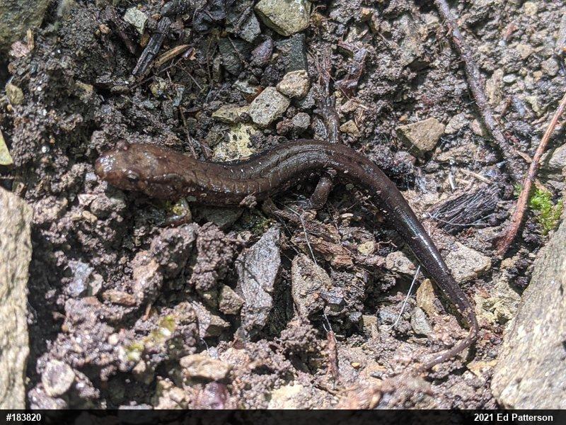 Allegheny Mountain Dusky Salamander