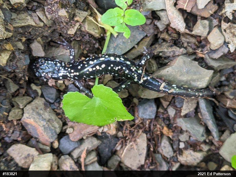 Northern Slimy Salamander