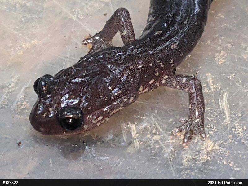 Wehrle's Salamander