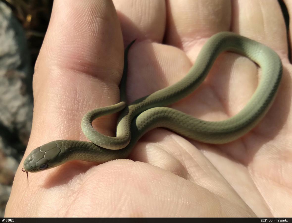 Smooth Greensnake