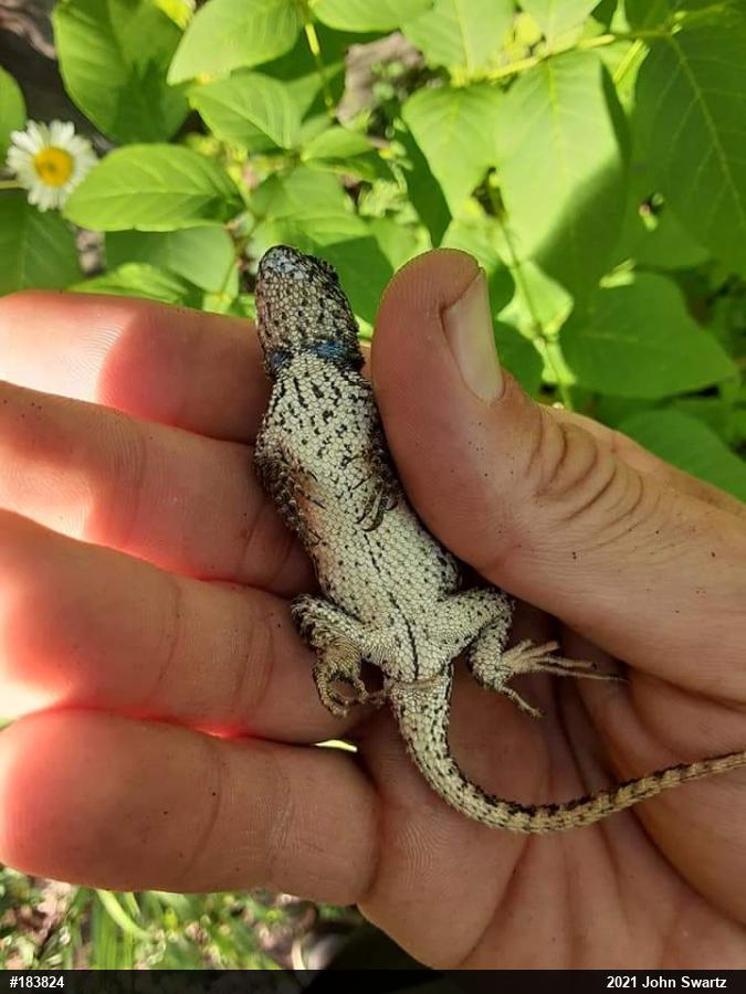 Eastern Fence Lizard