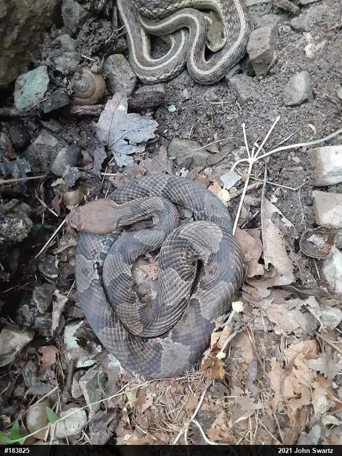 Northern Copperhead