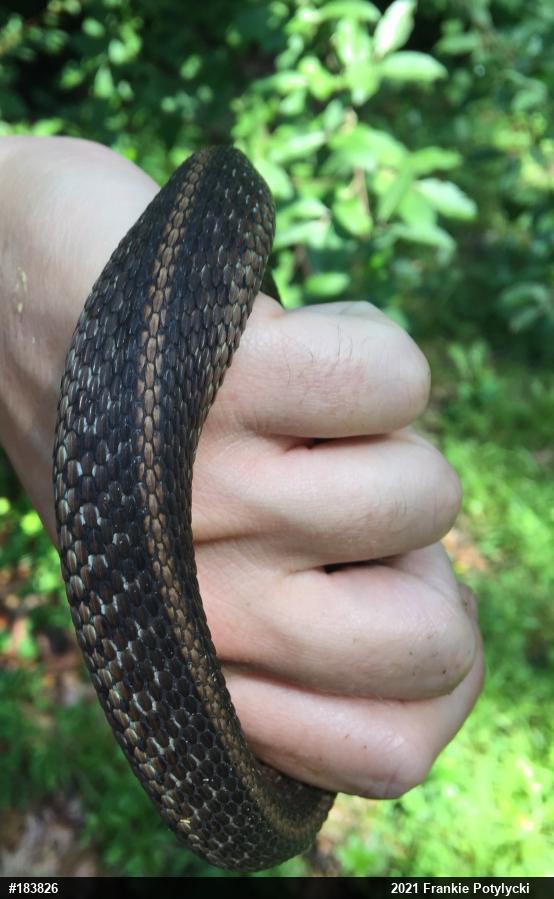 Eastern Gartersnake