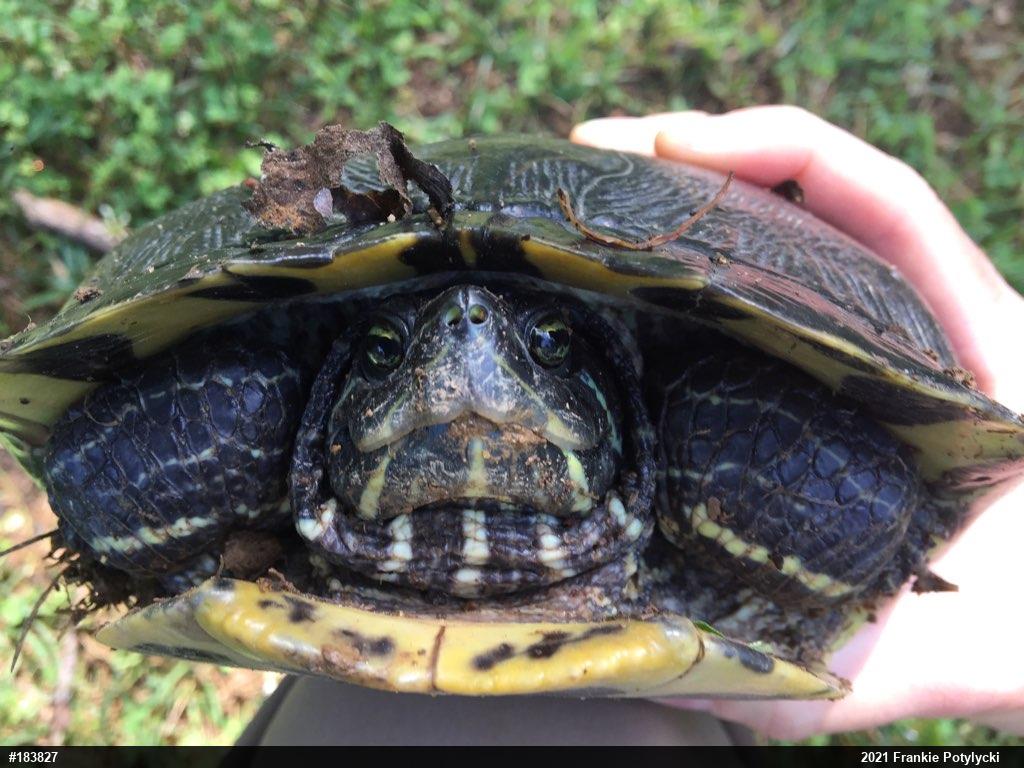 Red-eared Slider