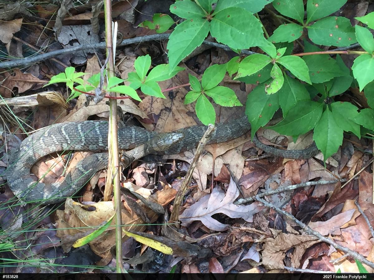 Northern Watersnake