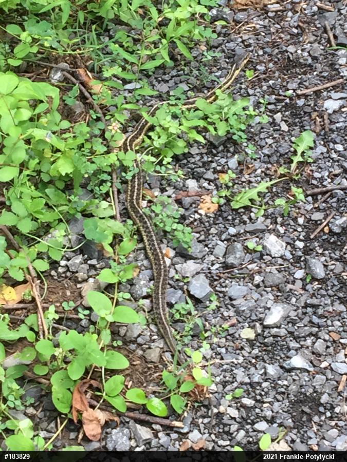 Eastern Gartersnake