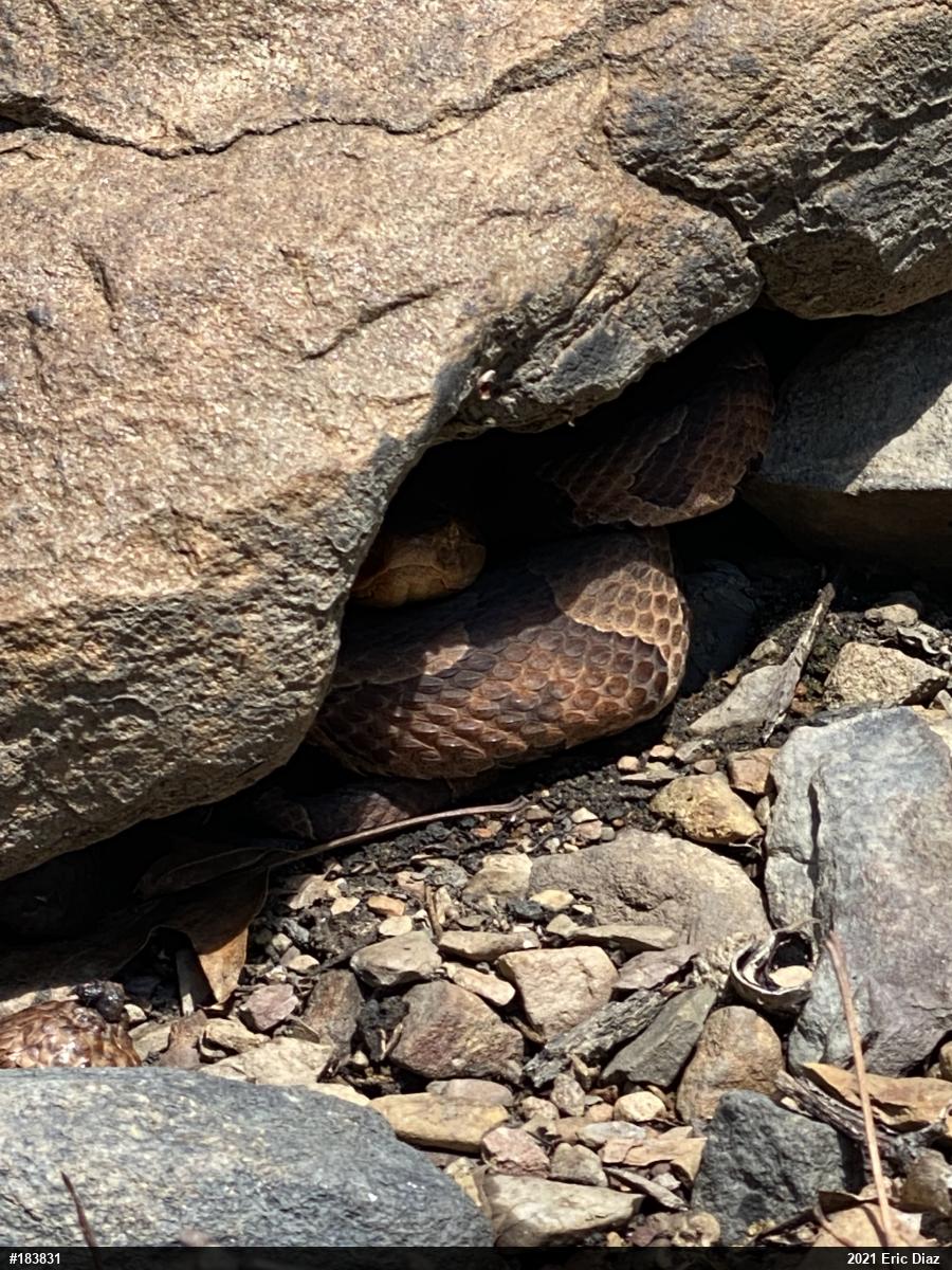 Northern Copperhead