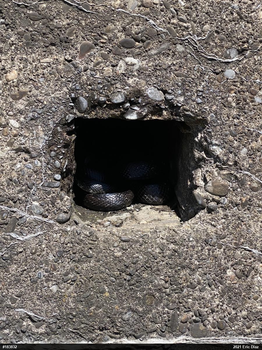 Eastern Ratsnake