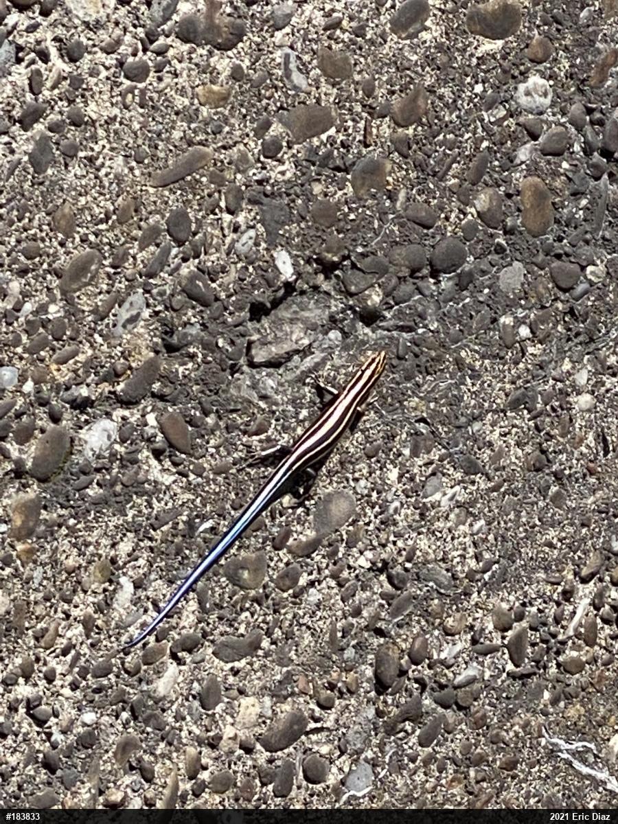 Common Five-lined Skink