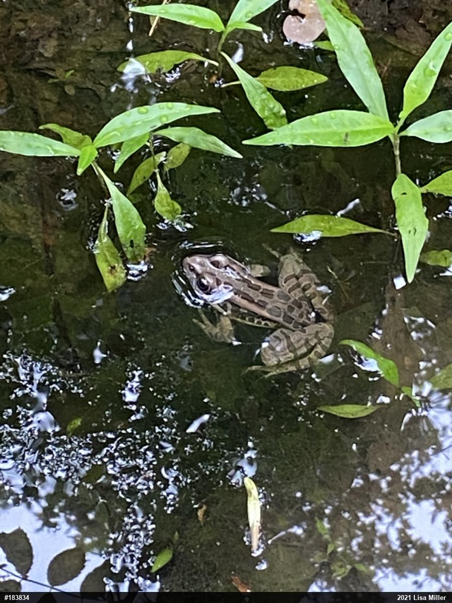 Pickerel Frog