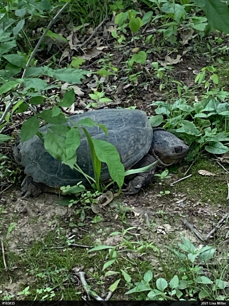 Snapping Turtle