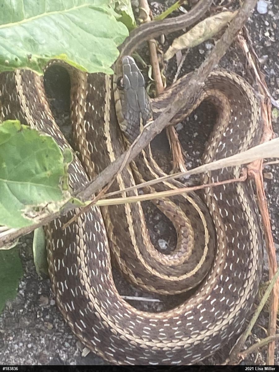 Eastern Gartersnake