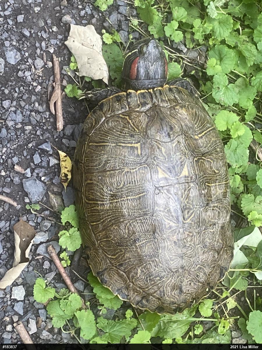 Red-eared Slider
