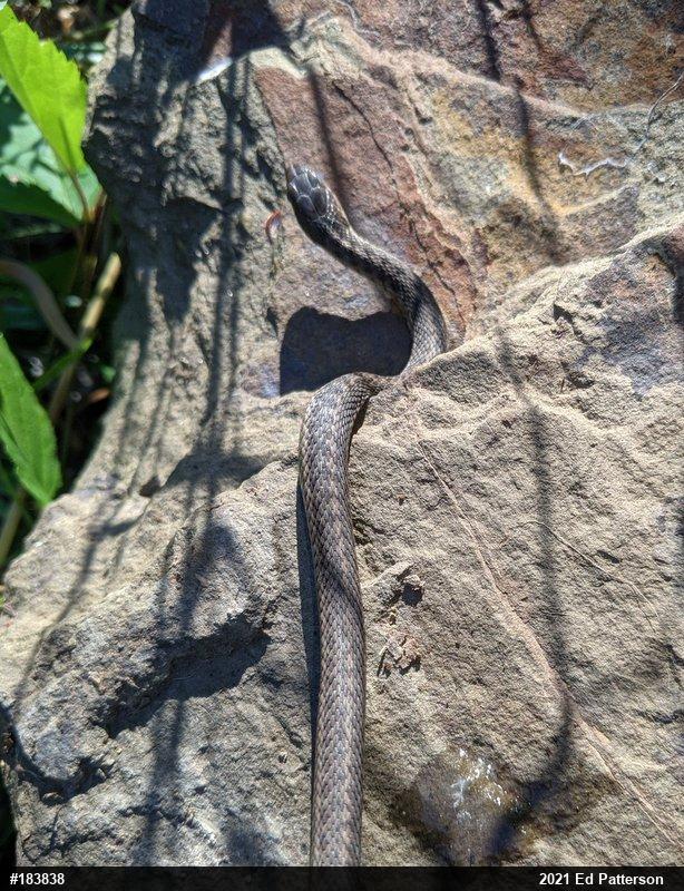 Eastern Gartersnake