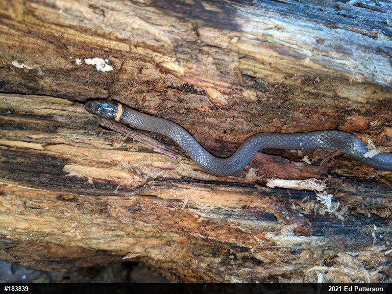 Northern Ring-necked Snake