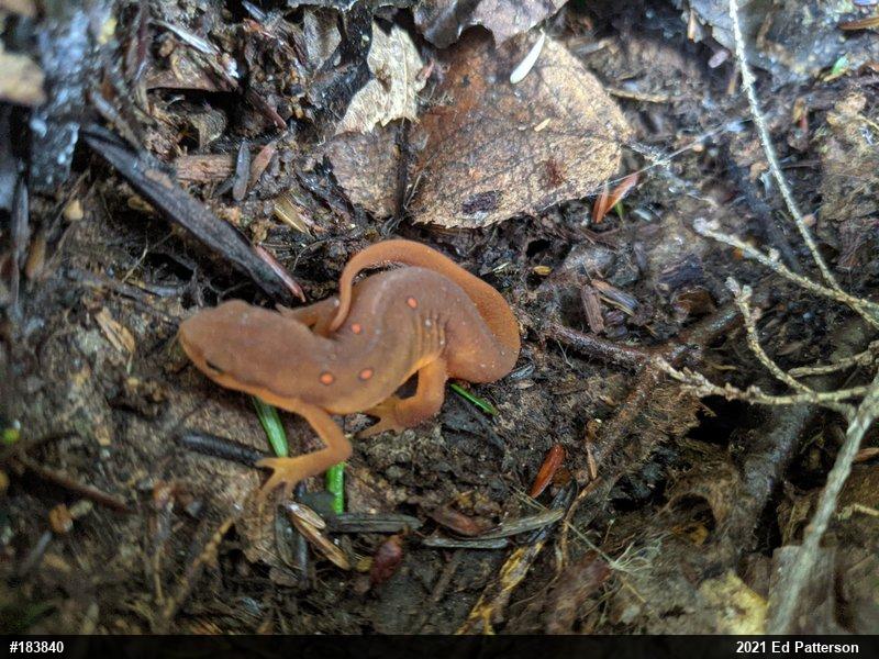 Red-spotted Newt