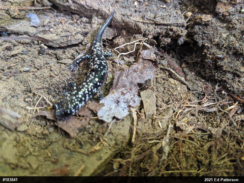 Northern Slimy Salamander