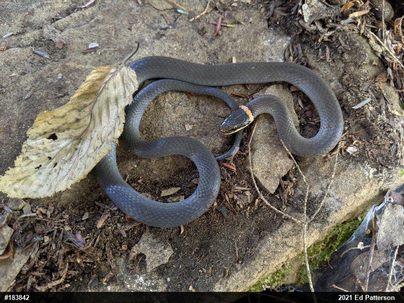 Northern Ring-necked Snake