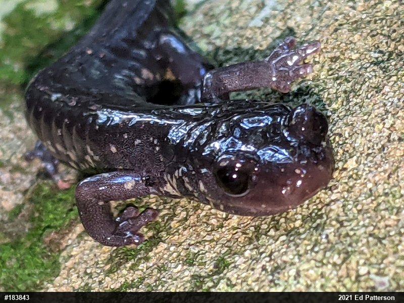 Wehrle's Salamander