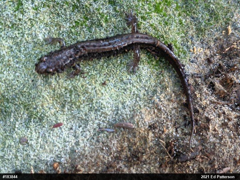 Allegheny Mountain Dusky Salamander