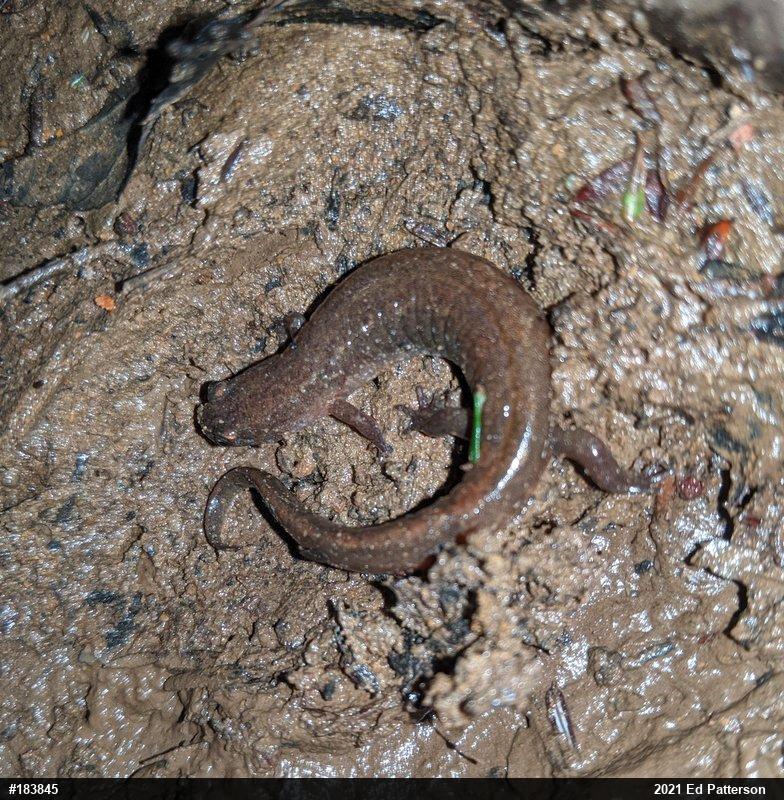 Northern Dusky Salamander
