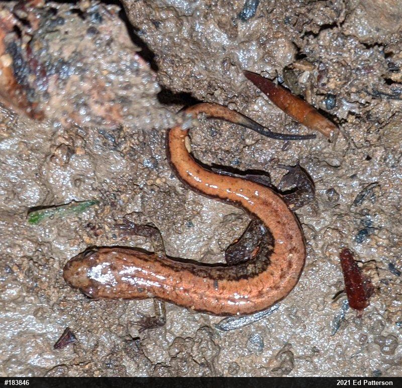 Allegheny Mountain Dusky Salamander