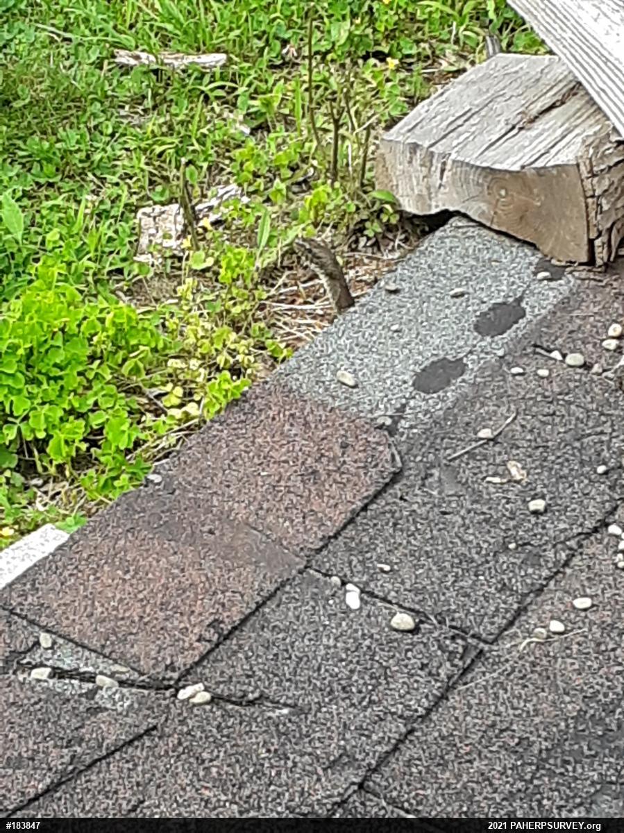 Northern Watersnake
