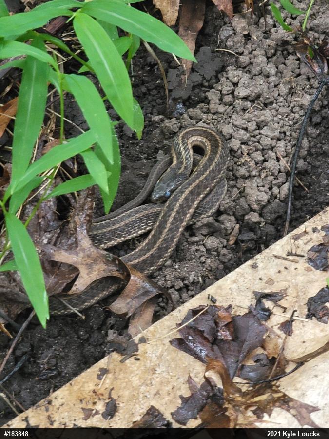 Eastern Gartersnake