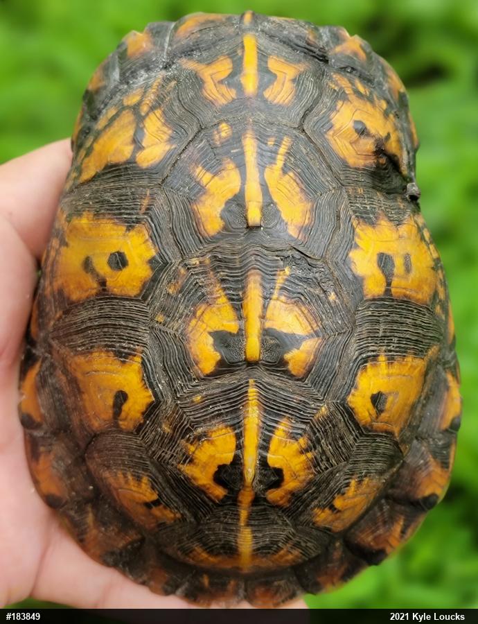 Eastern Box Turtle