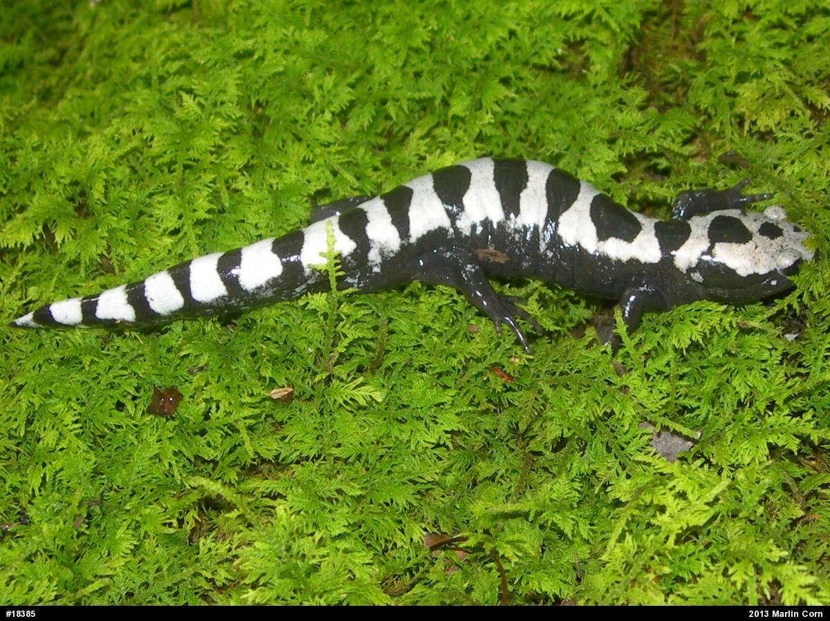Marbled Salamander