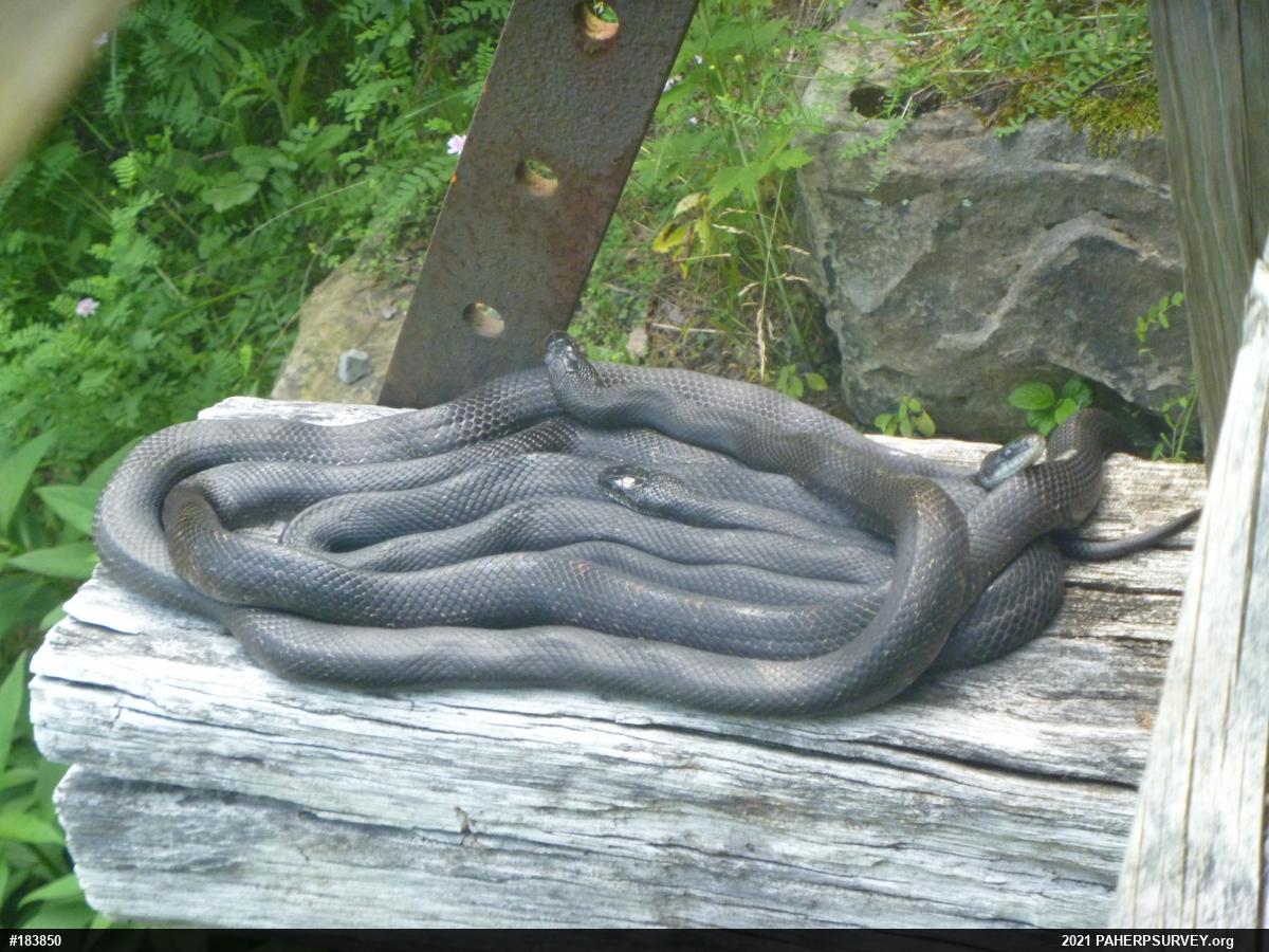 Eastern Ratsnake
