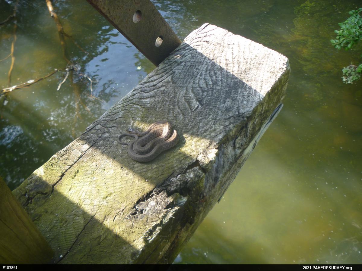 Eastern Gartersnake