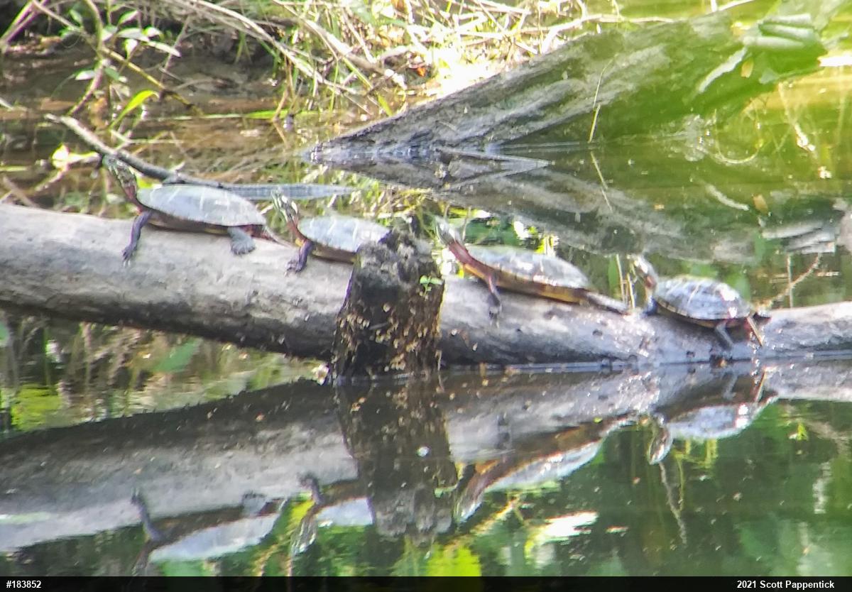 Eastern Painted Turtle