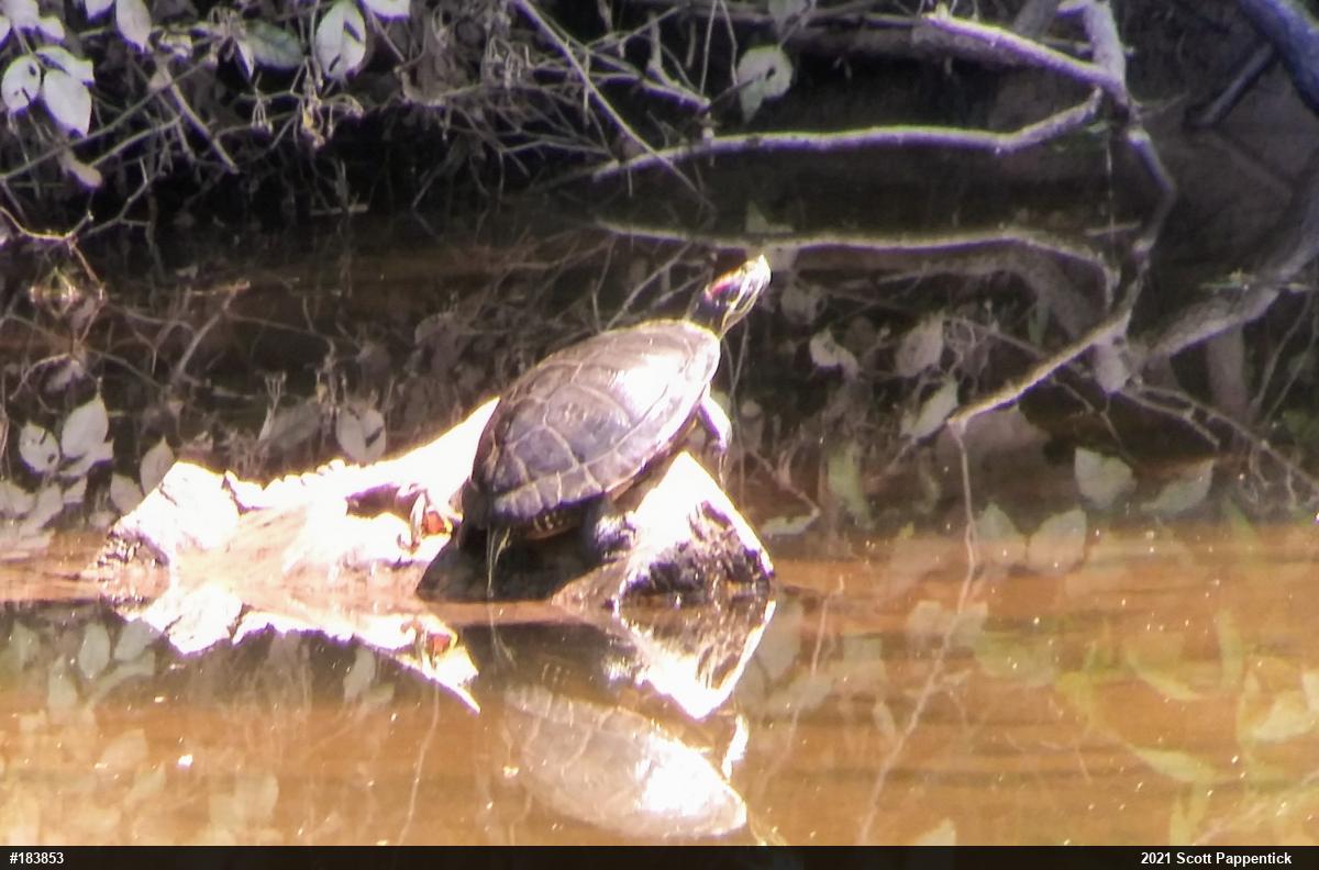 Red-eared Slider