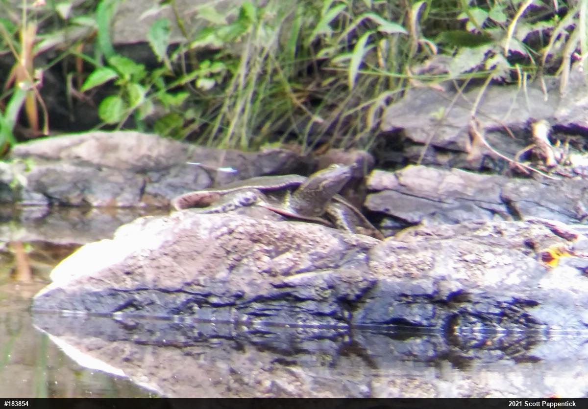 Eastern Spiny Softshell