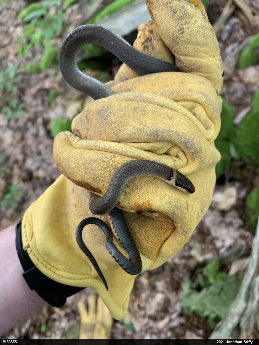 Northern Ring-necked Snake