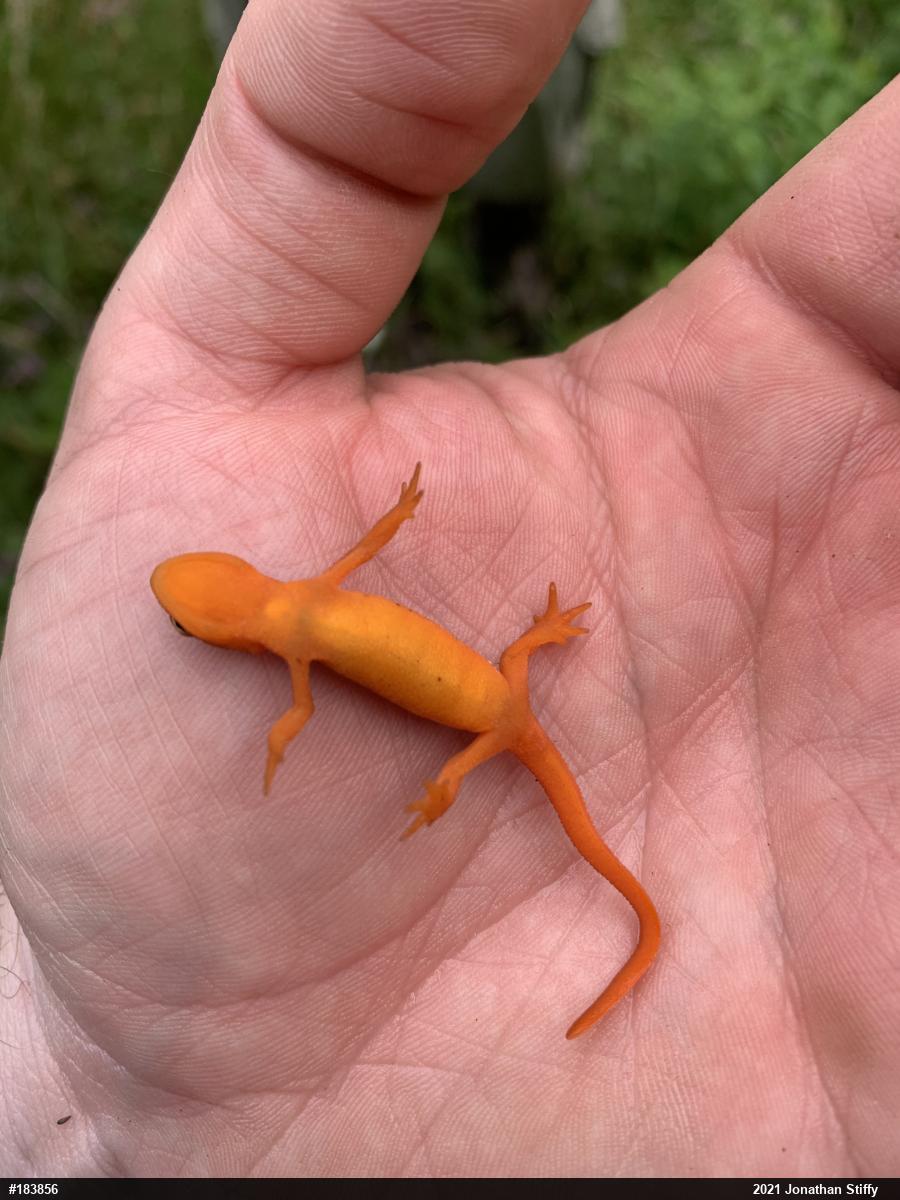 Red-spotted Newt
