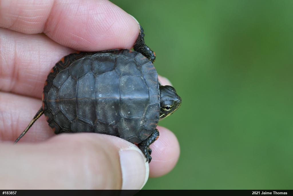 Painted Turtle