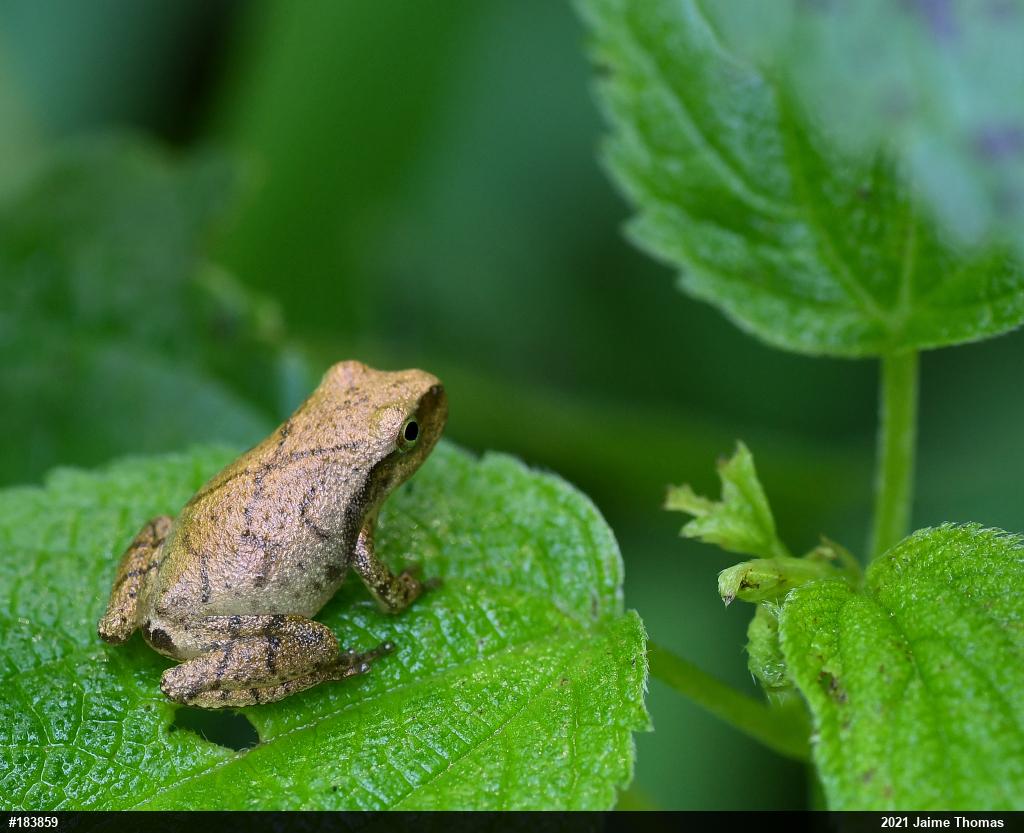 Spring Peeper